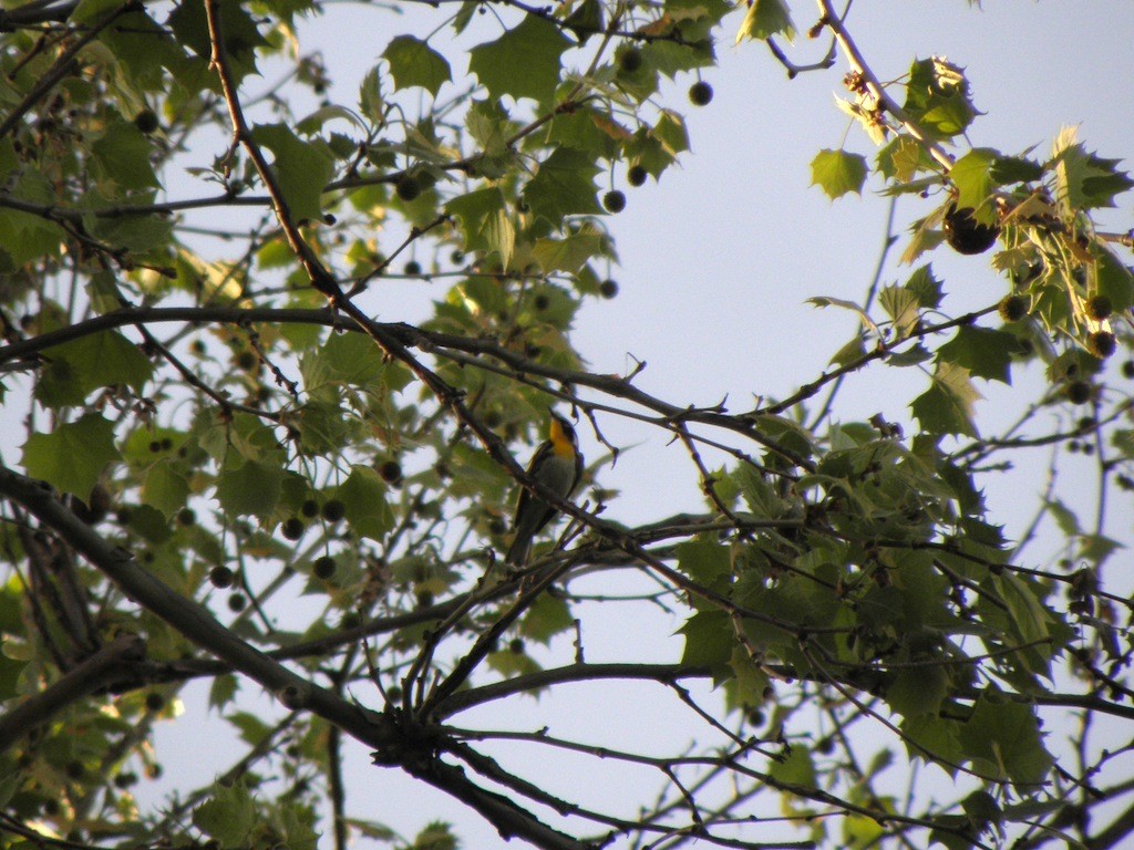 Yellow-throated Warbler - ML28575181