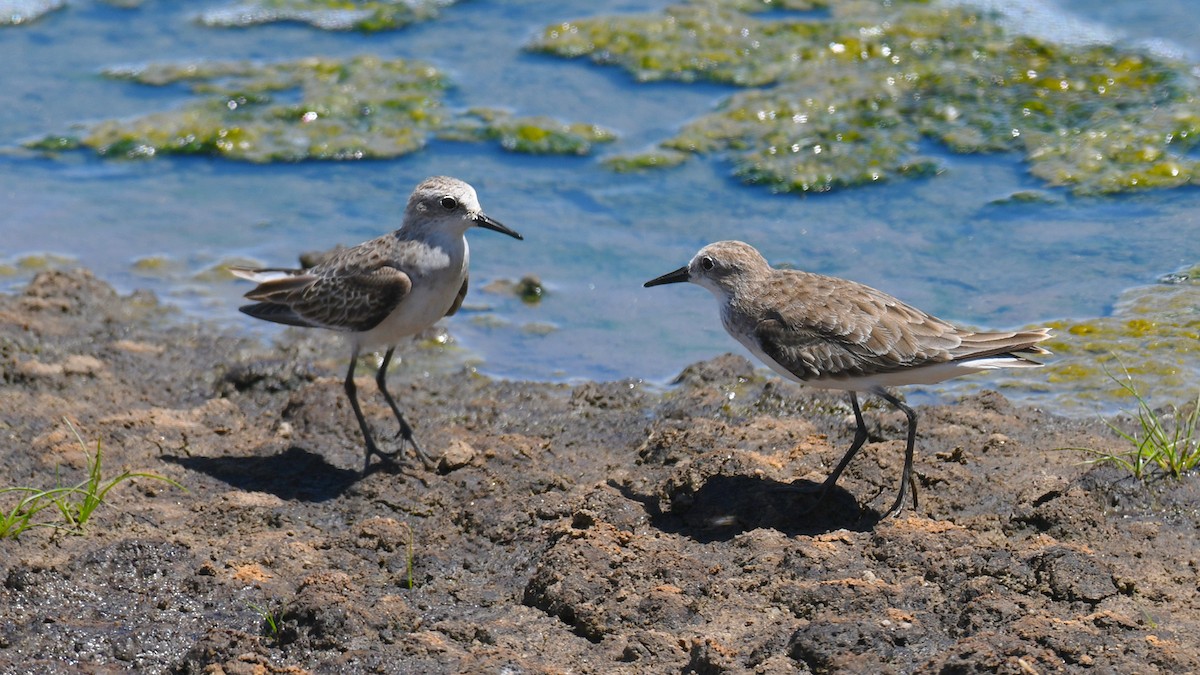 Little Stint - ML285753291