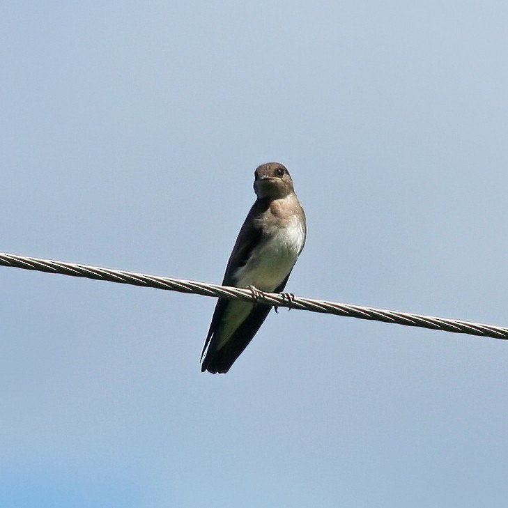 Northern Rough-winged Swallow - ML285755121