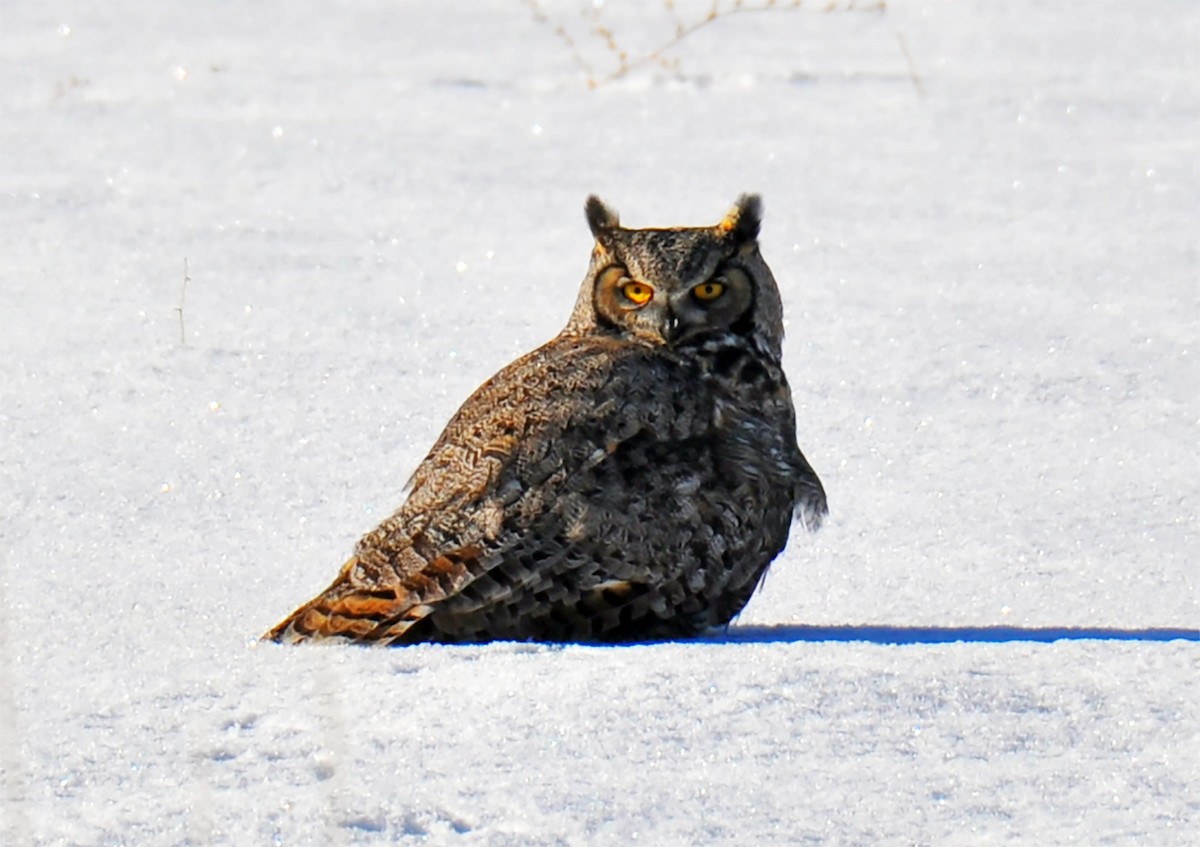 Great Horned Owl - ML285756441