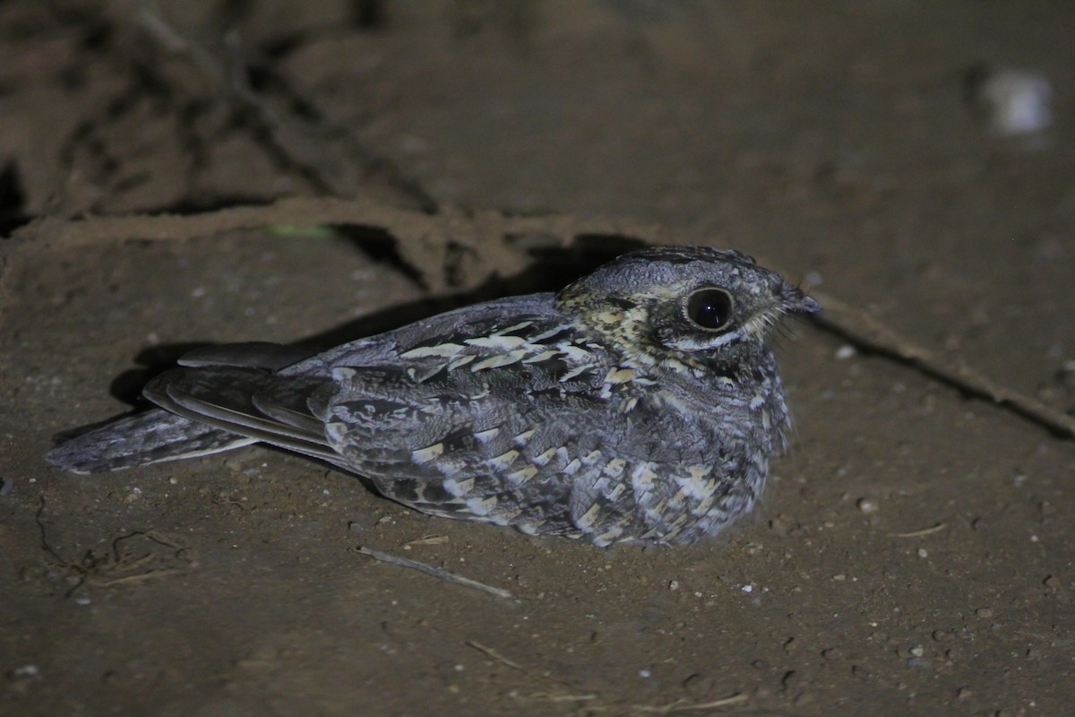 Indian Nightjar - ML285756551