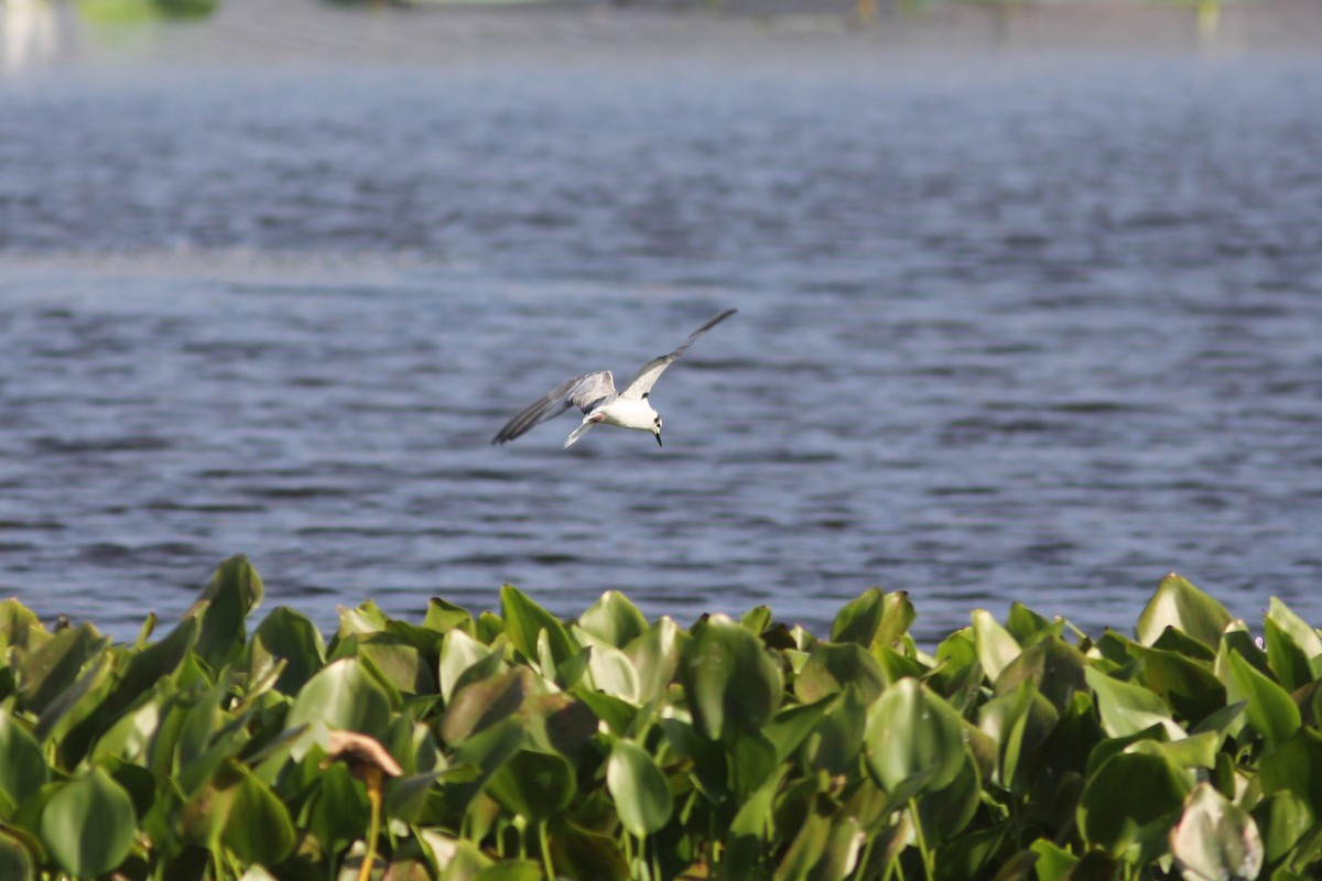 White-winged Tern - ML285757001