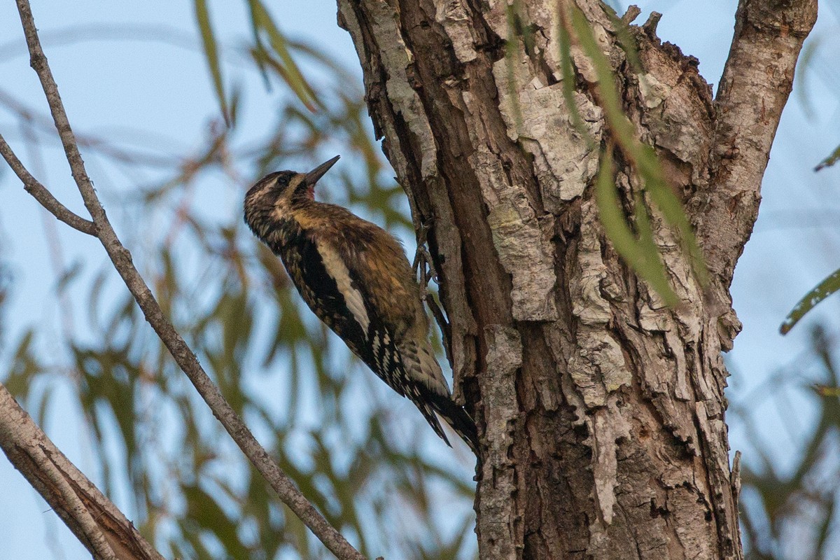 Yellow-bellied Sapsucker - Steve Metchis