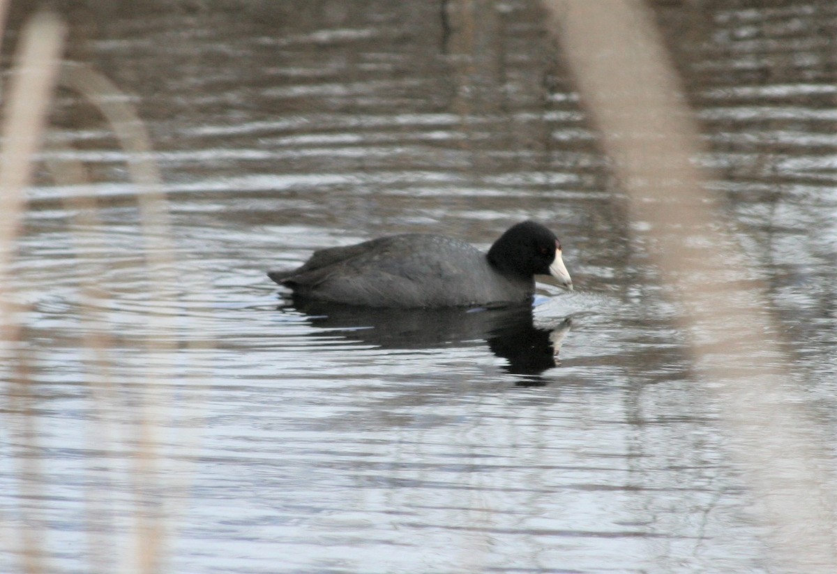 American Coot - ML285763231