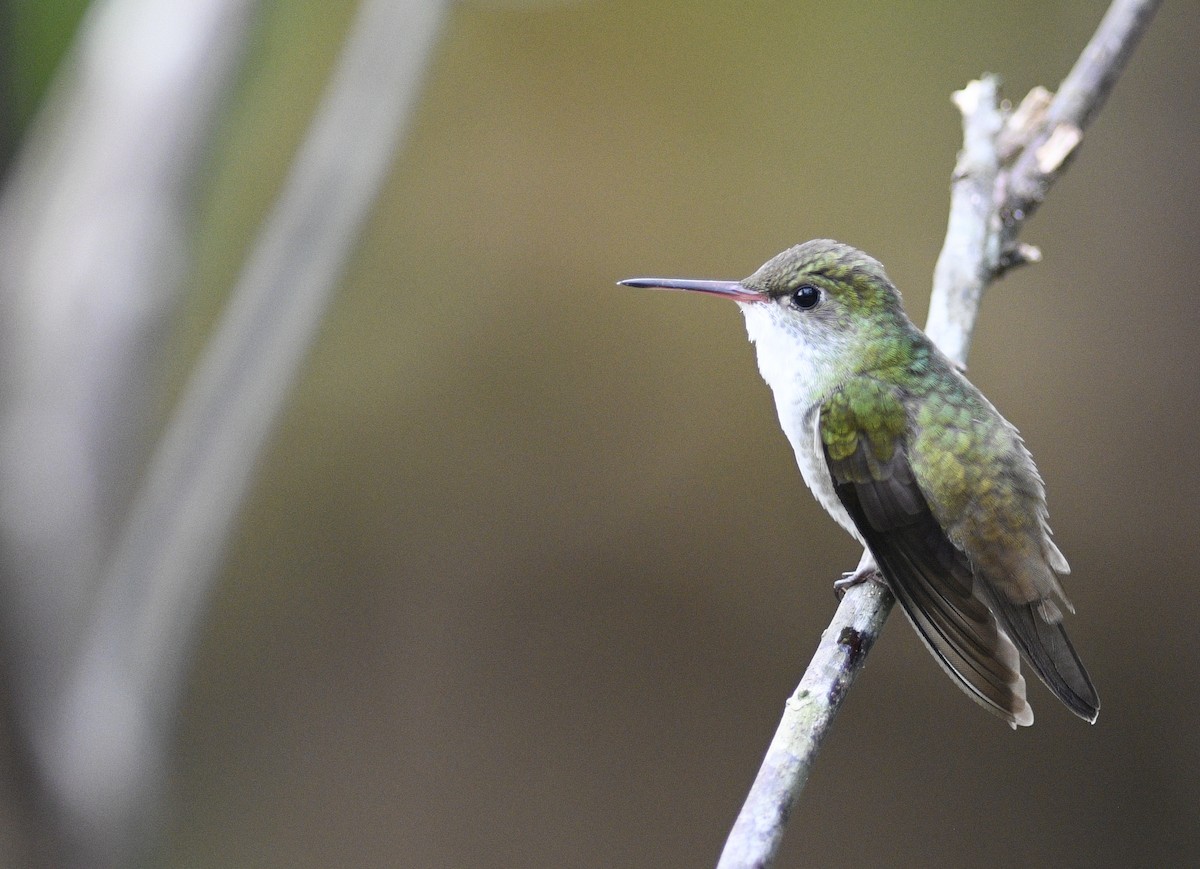 White-bellied Emerald - Rob Cahill