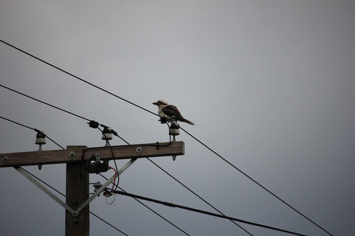 Laughing Kookaburra - ML285765341