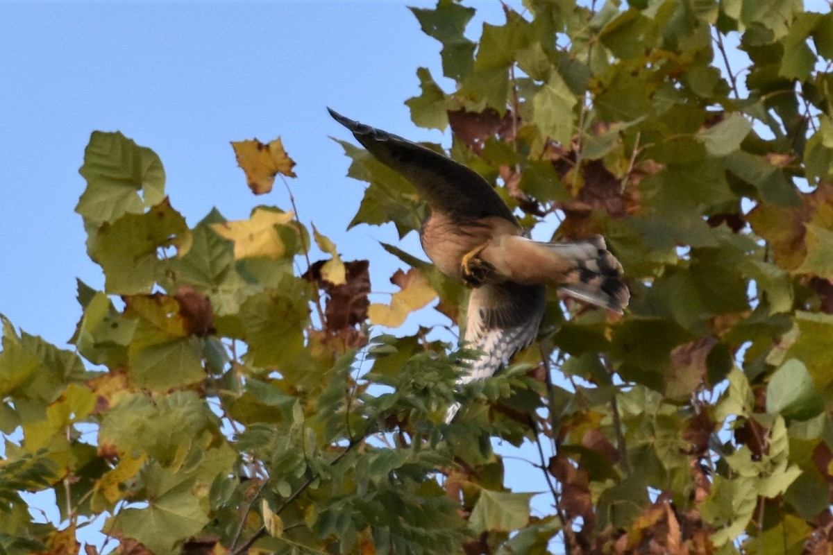 Northern Harrier - ML285768181