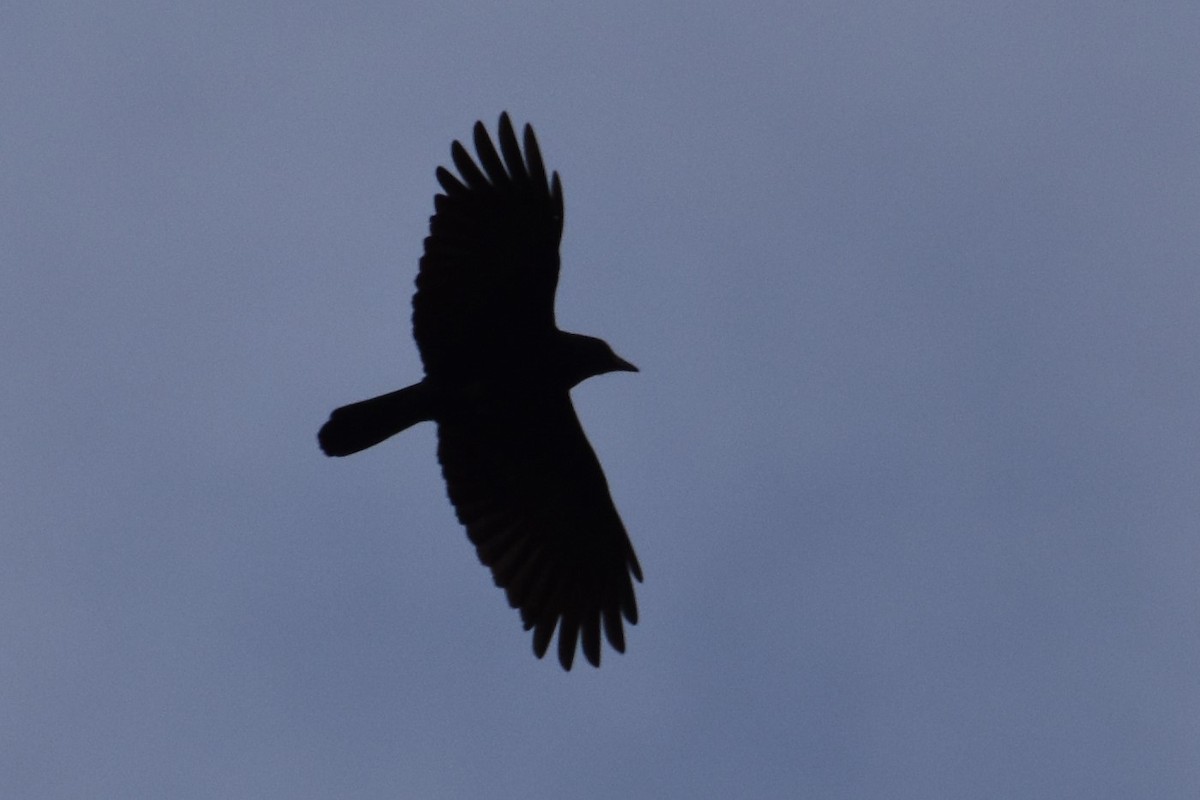 American Crow - ML285768231