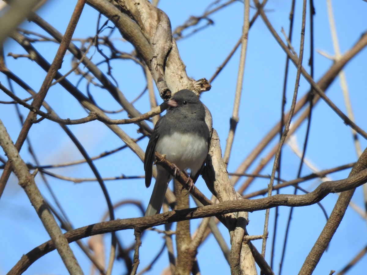 Dark-eyed Junco - ML285768331