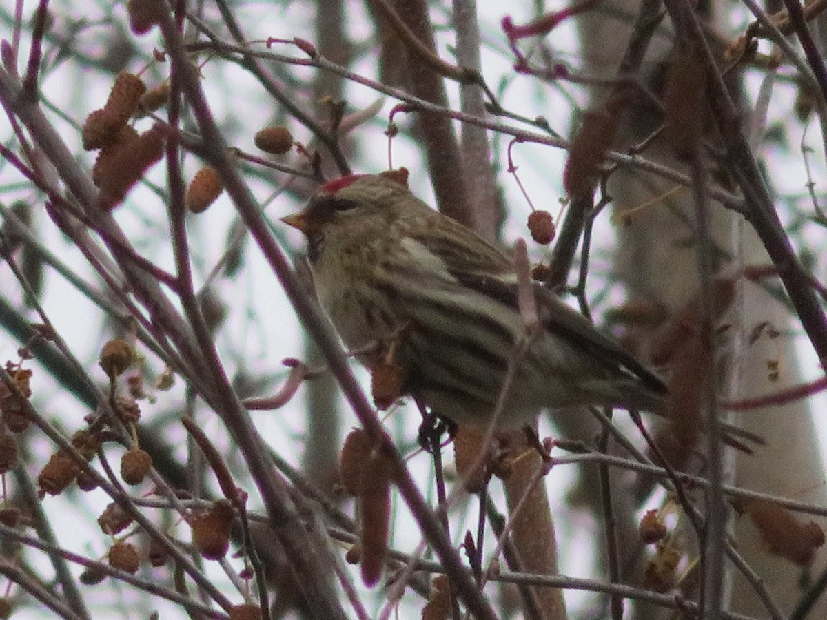 Common Redpoll - ML285768391