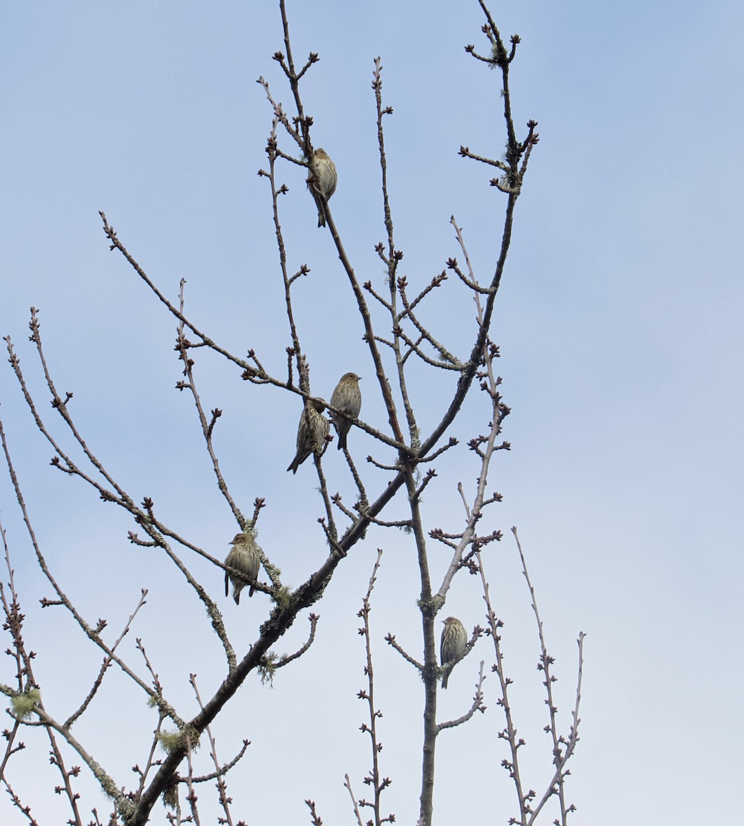 Pine Siskin - ML285768911