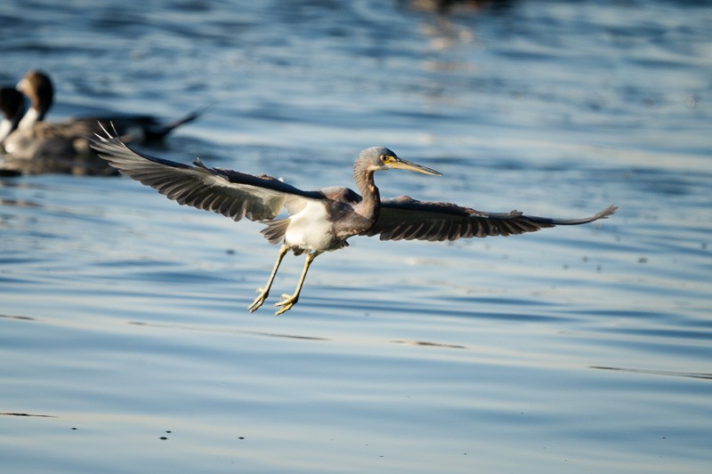 Tricolored Heron - ML285769561