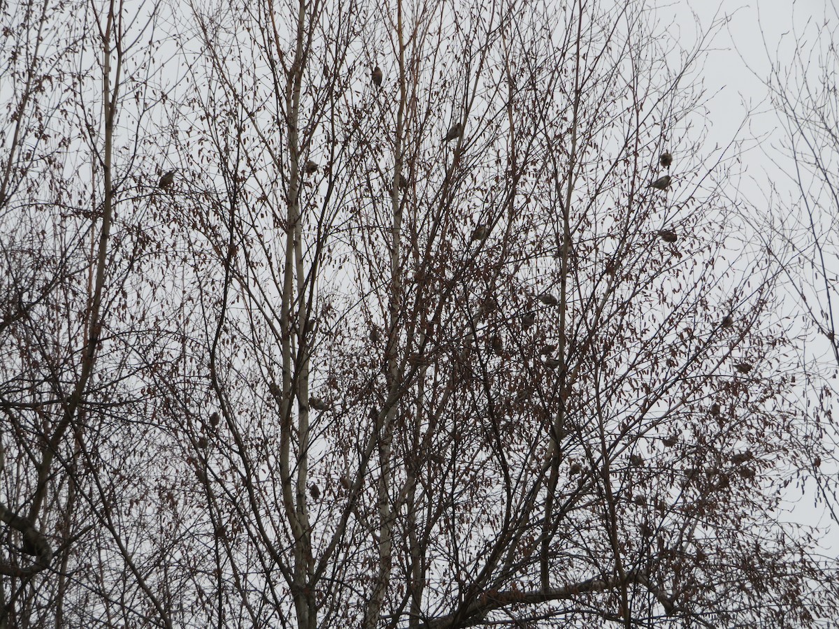 Common Redpoll - Meg Glines