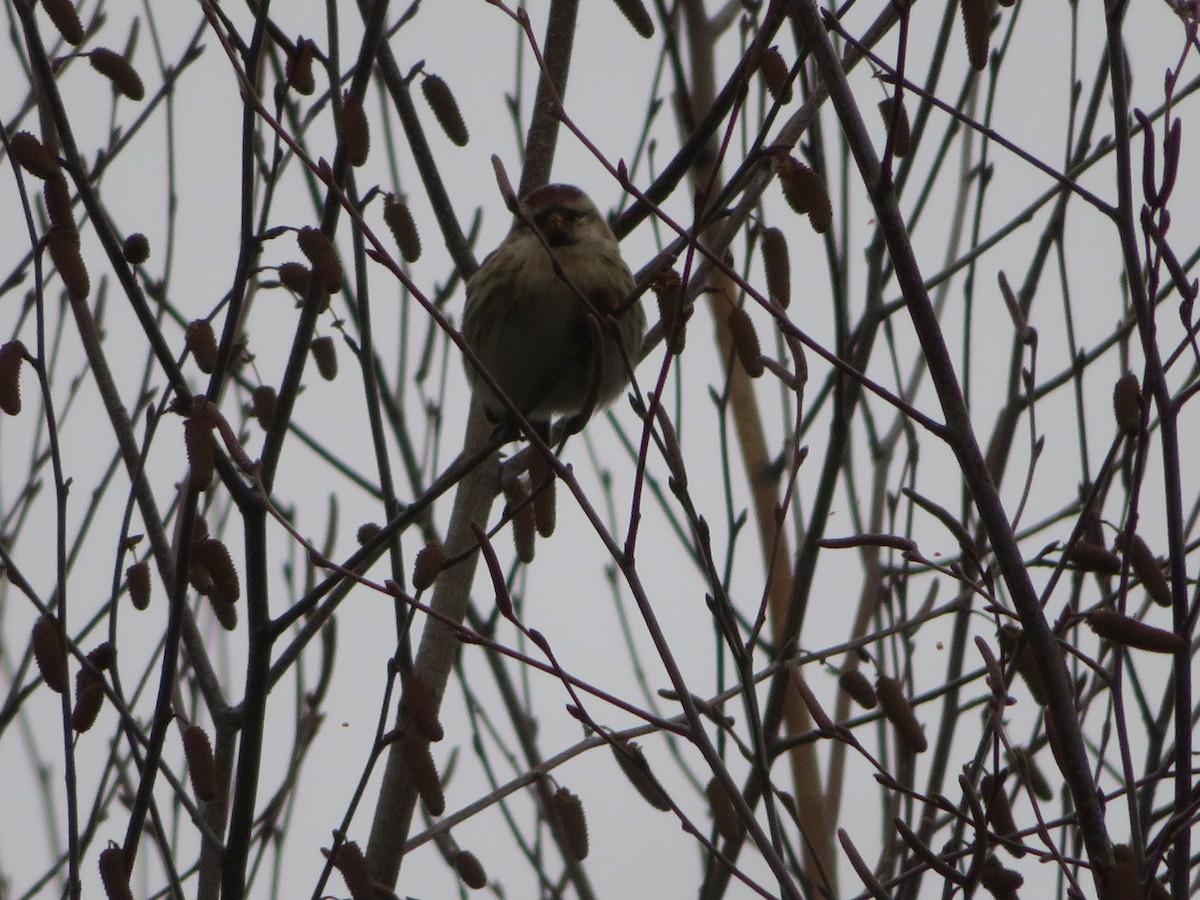 Common Redpoll - ML285770121