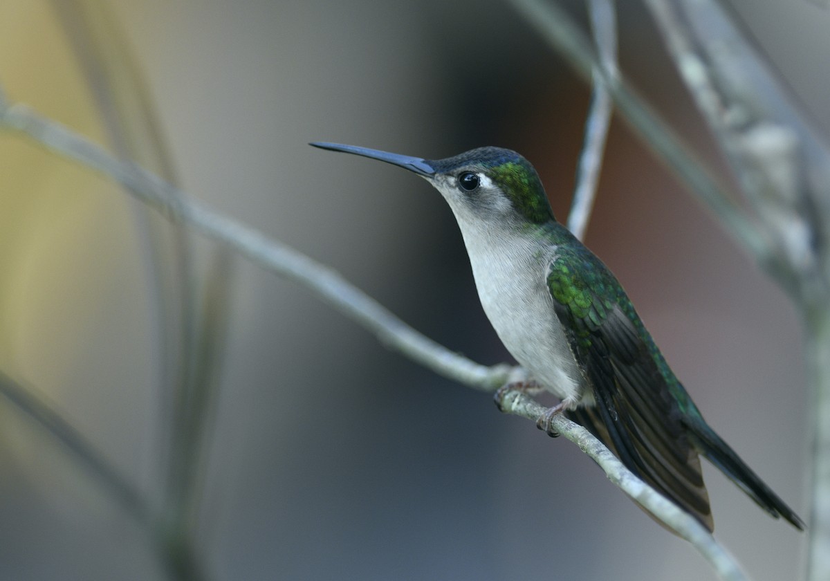 Wedge-tailed Sabrewing - ML285772411