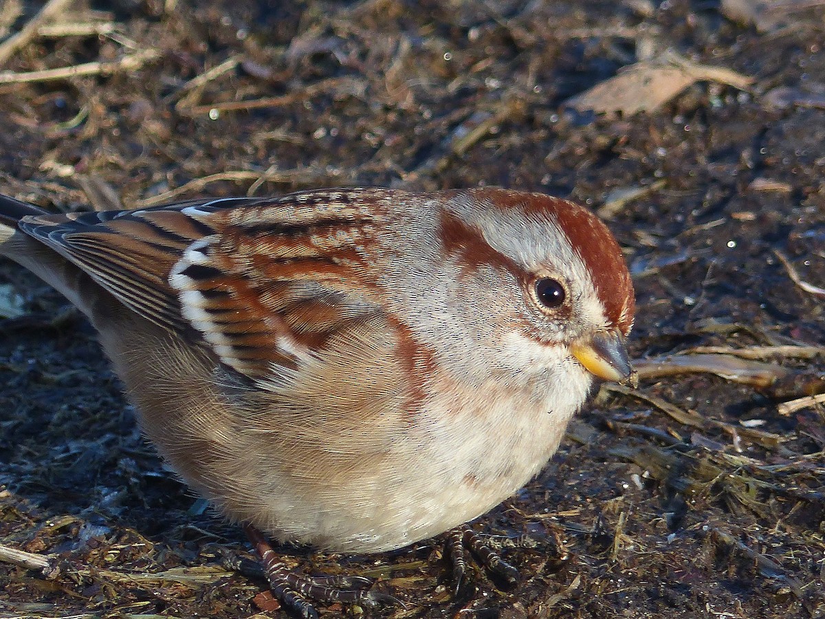 American Tree Sparrow - Asher Perkins