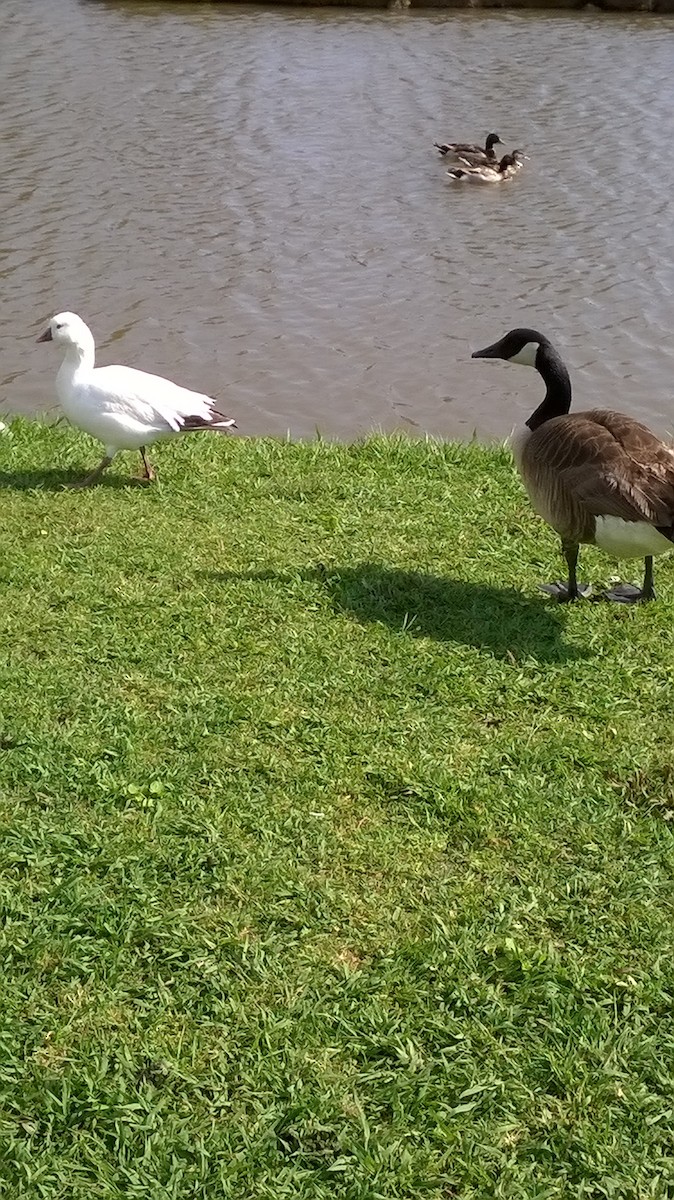 Ross's Goose - ML28577421