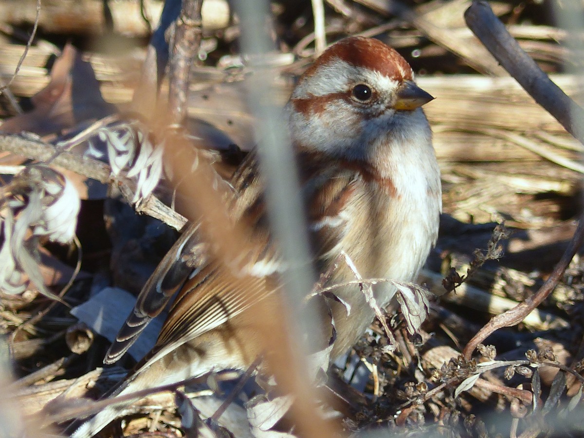 American Tree Sparrow - ML285774301