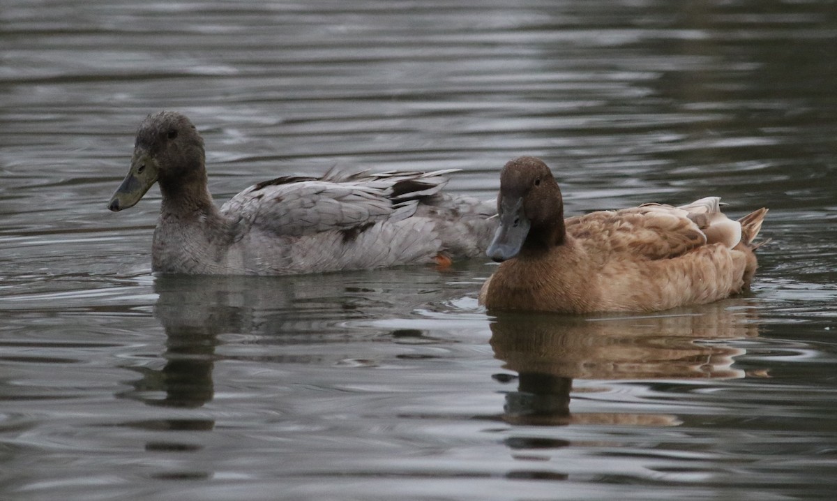 Mallard (Domestic type) - ML285774491