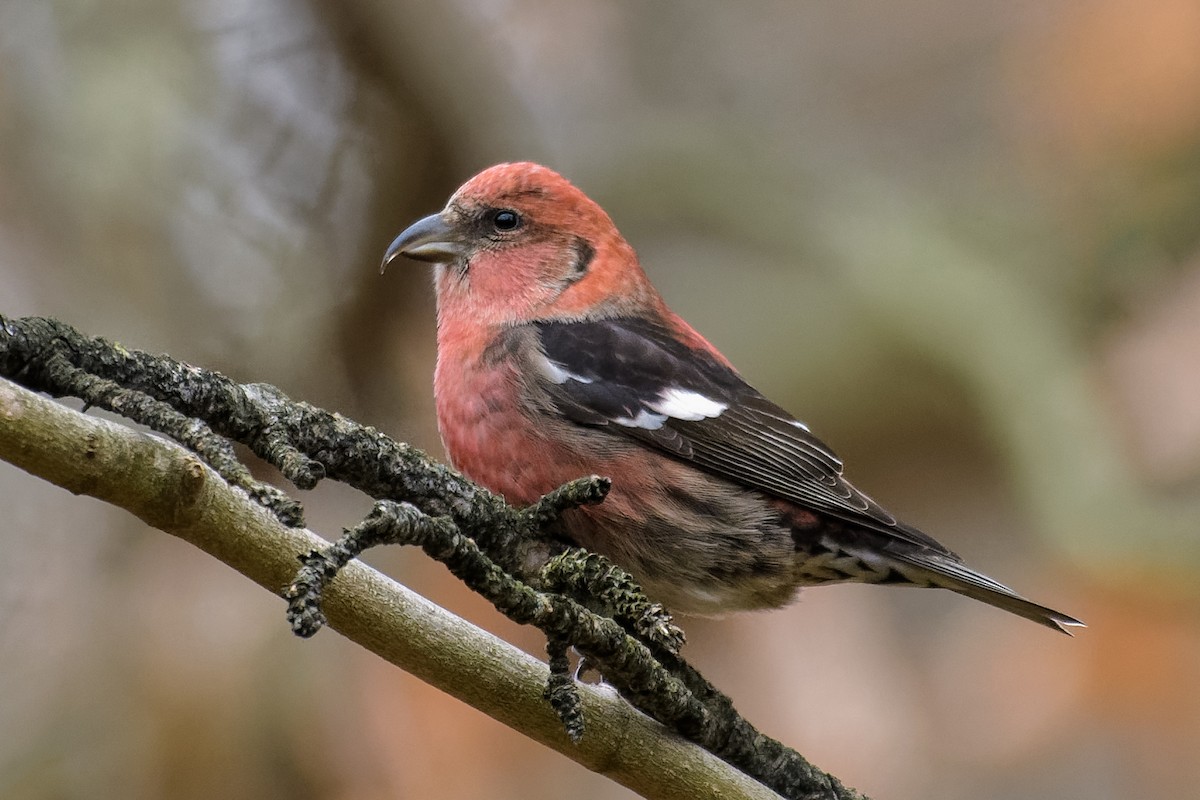 White-winged Crossbill - ML285776651