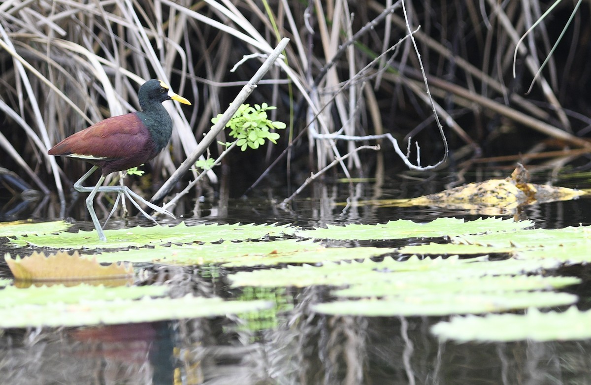 Northern Jacana - ML285778421