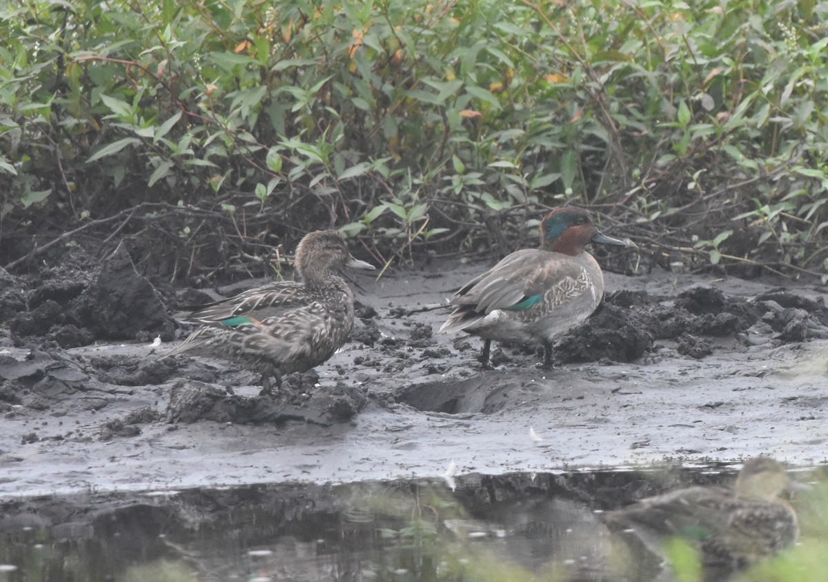 Green-winged Teal - Joe MDO