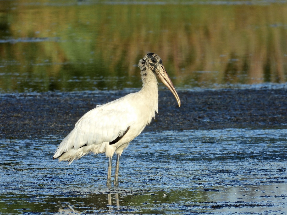 Wood Stork - ML285780611