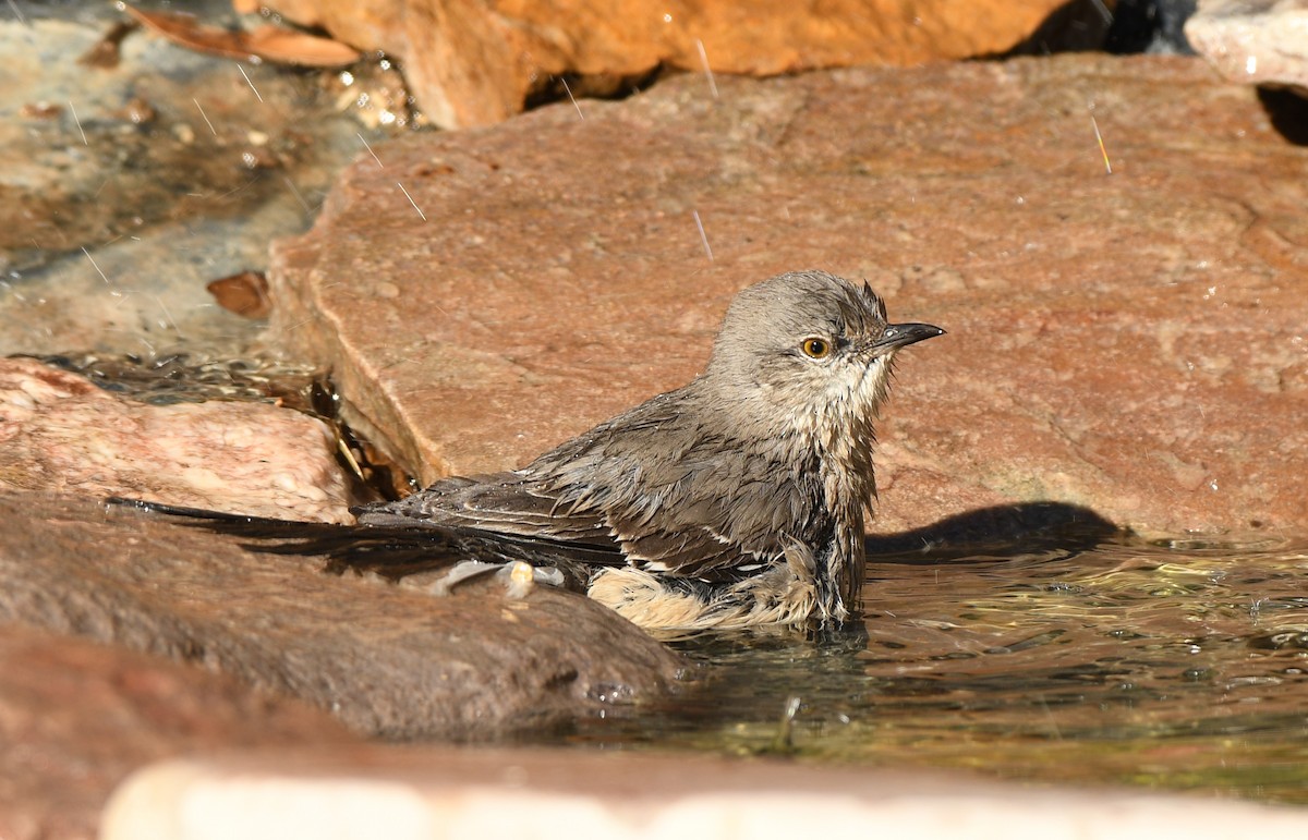 Northern Mockingbird - ML285782071