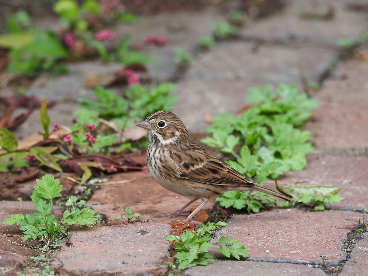 Vesper Sparrow - Gabriel Willow