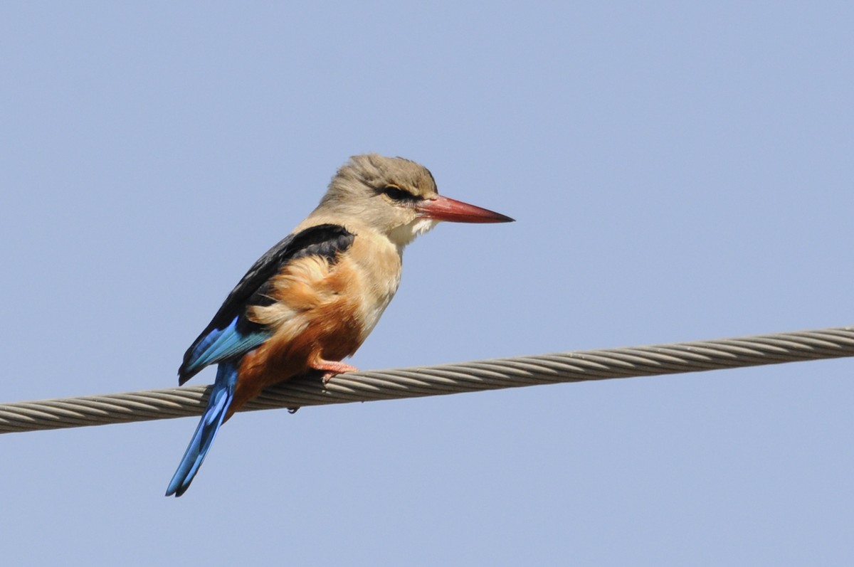 Gray-headed Kingfisher - ML285784331