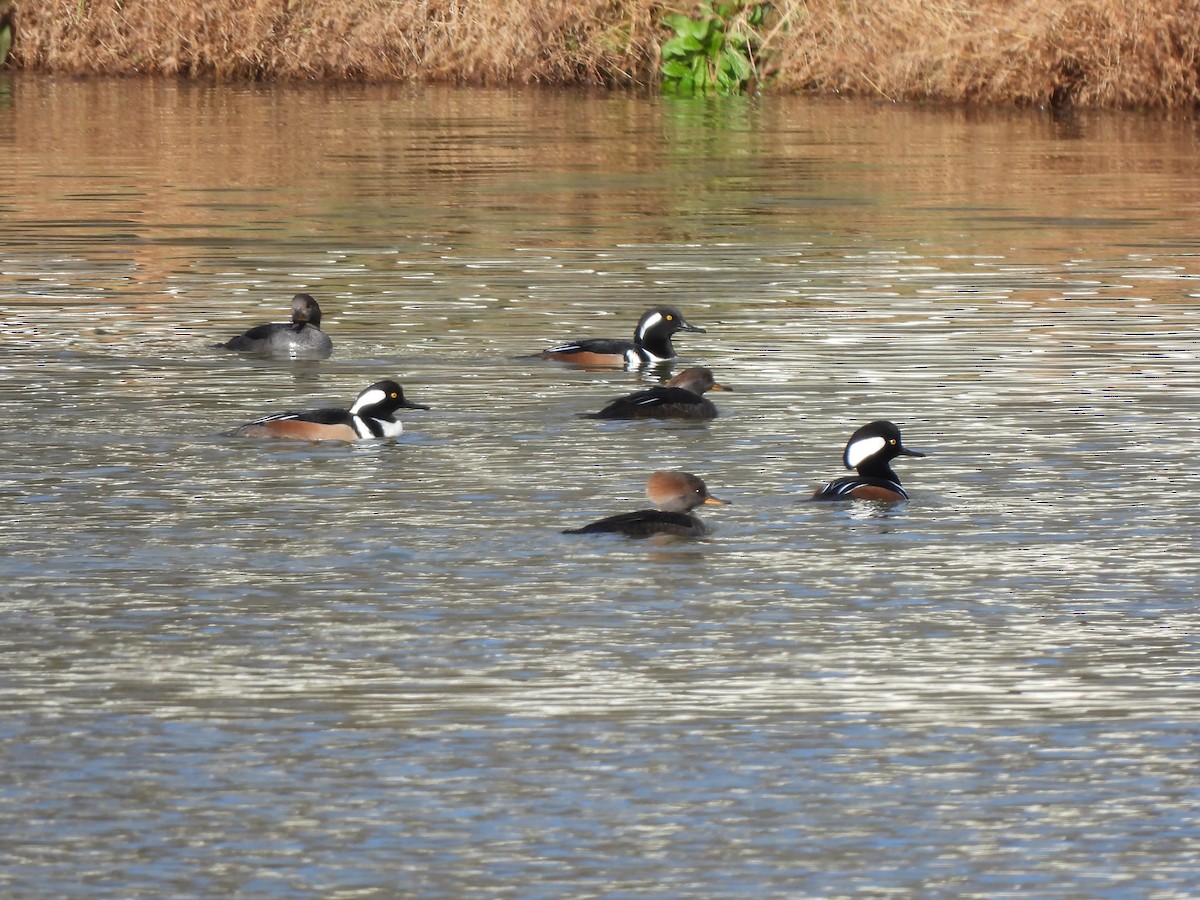 Hooded Merganser - ML285784511