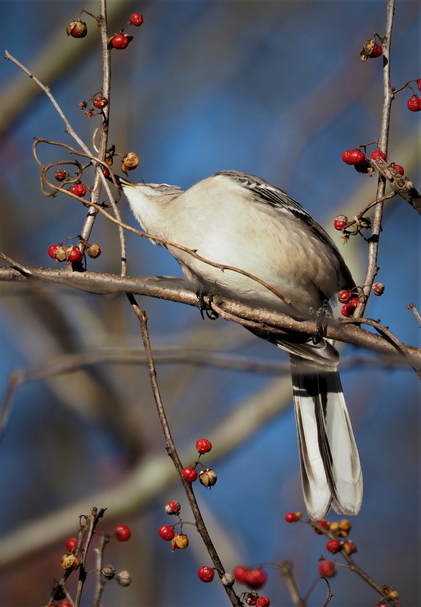 Northern Mockingbird - ML285785111