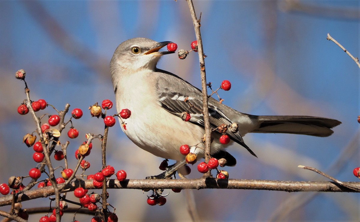 Northern Mockingbird - ML285785121