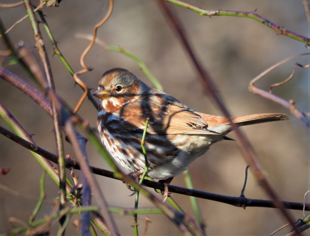 Fox Sparrow - ML285785241