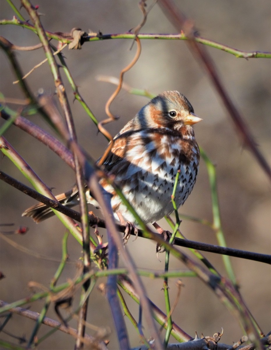 Fox Sparrow - ML285785261