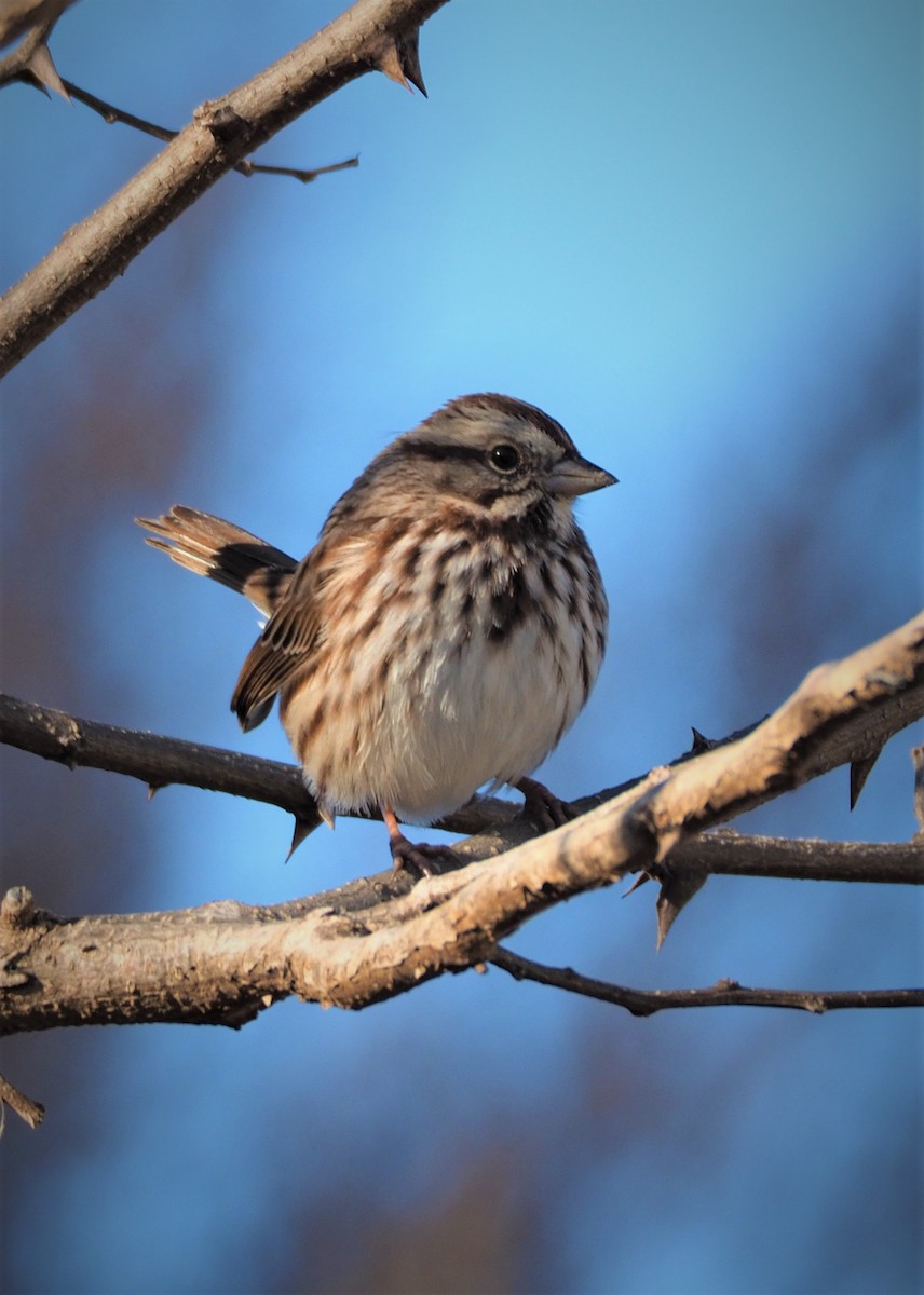 Song Sparrow - ML285785551