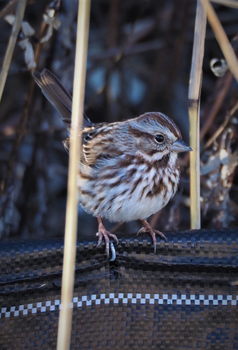 Song Sparrow - ML285785571