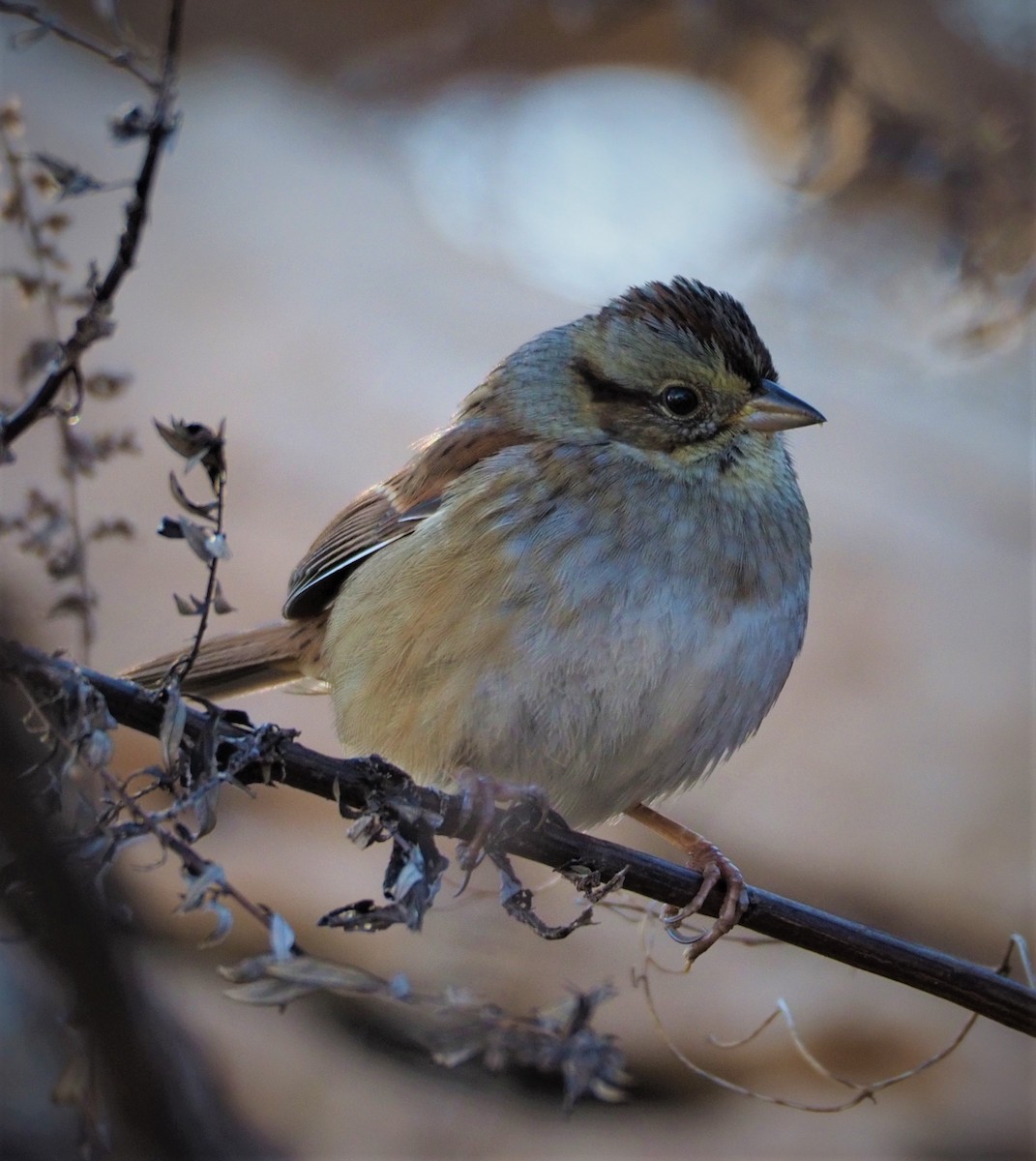 Swamp Sparrow - ML285785841