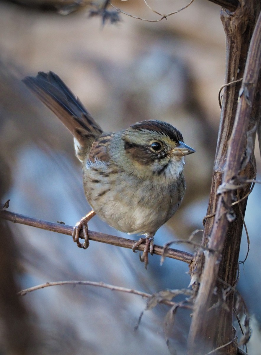 Swamp Sparrow - ML285785901