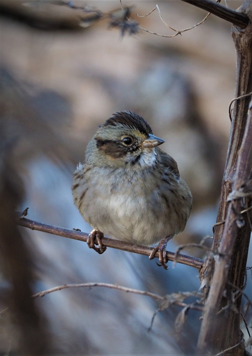 Swamp Sparrow - ML285785941