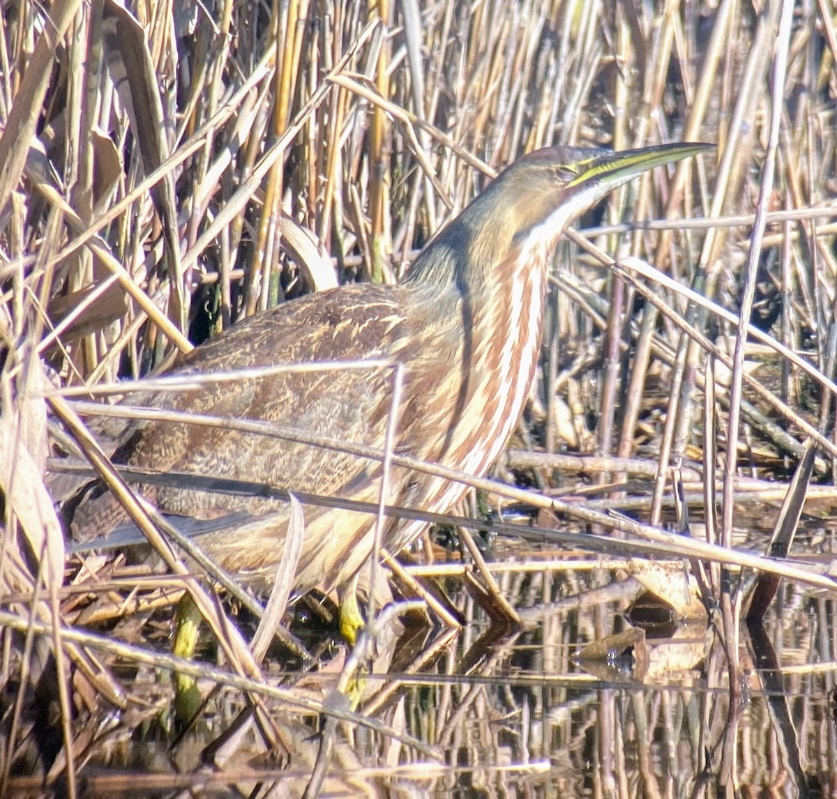 American Bittern - ML285786971