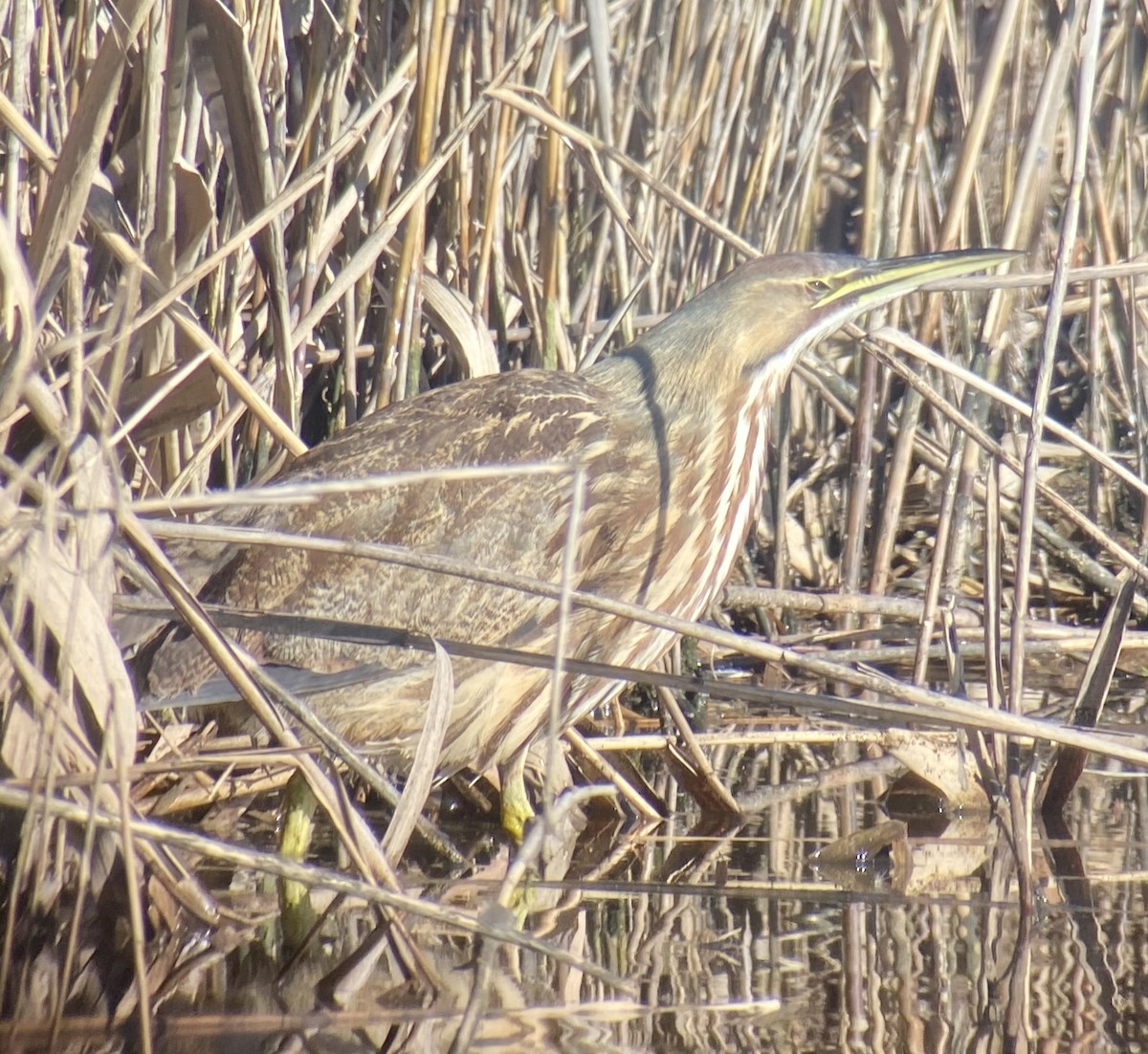 American Bittern - ML285786981