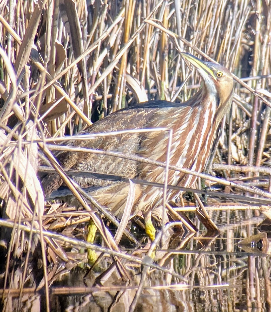American Bittern - ML285786991