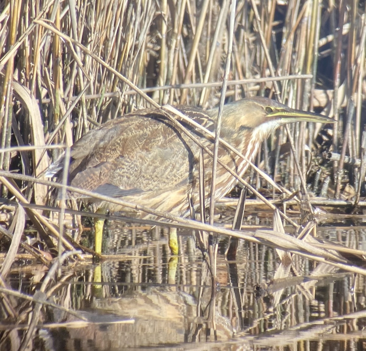 American Bittern - ML285787001