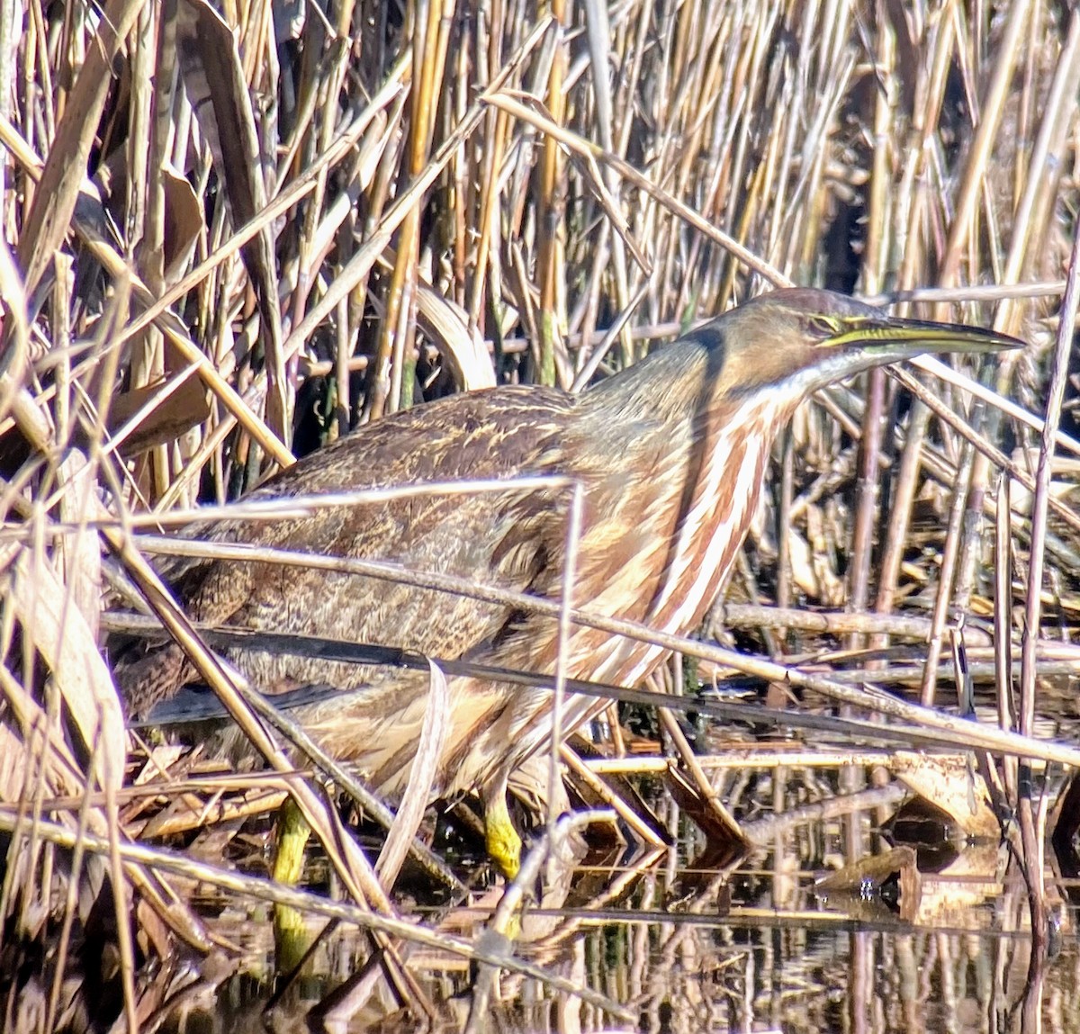 American Bittern - ML285787051
