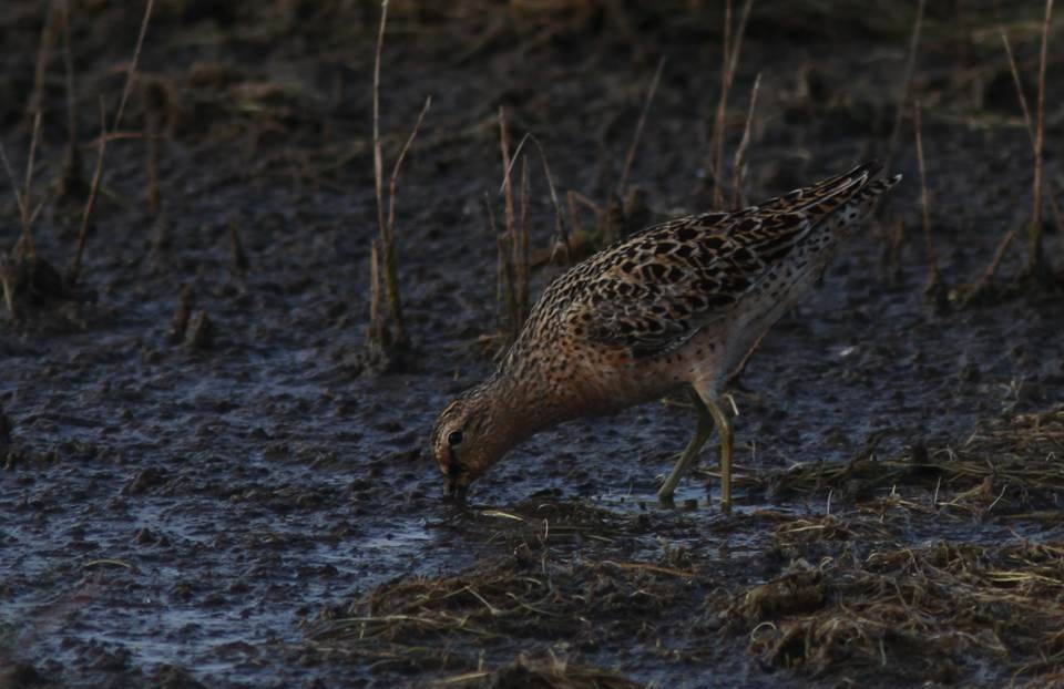 Short-billed Dowitcher - Paul Marvin