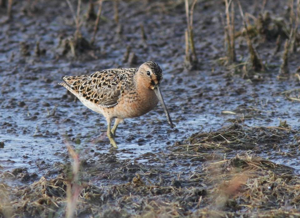 Short-billed Dowitcher - Paul Marvin