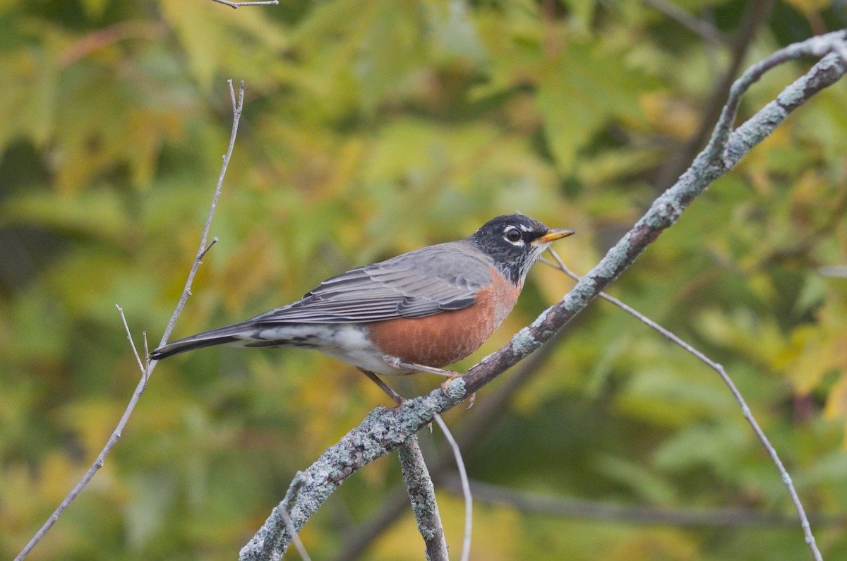 American Robin - ML285788751