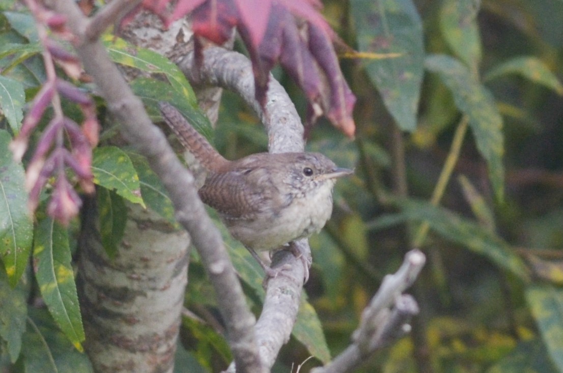 Northern House Wren - ML285788831