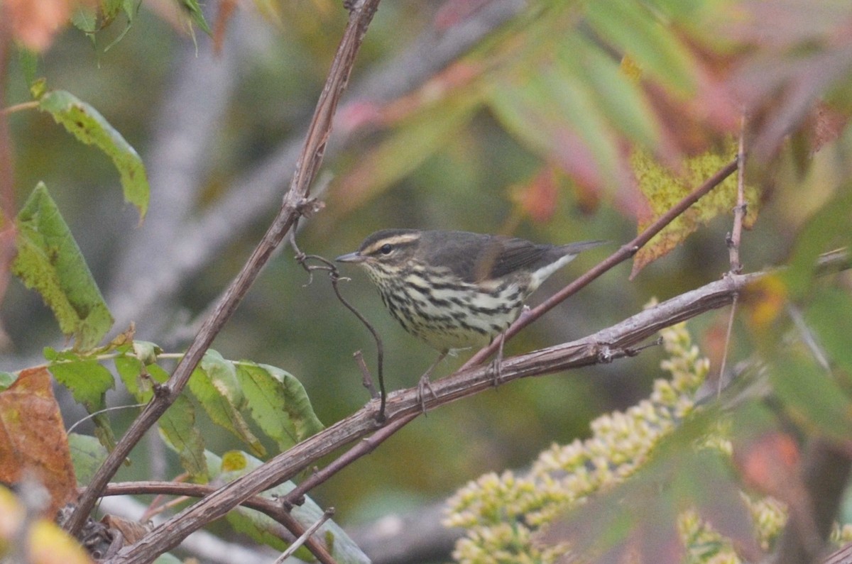 Northern Waterthrush - ML285789111